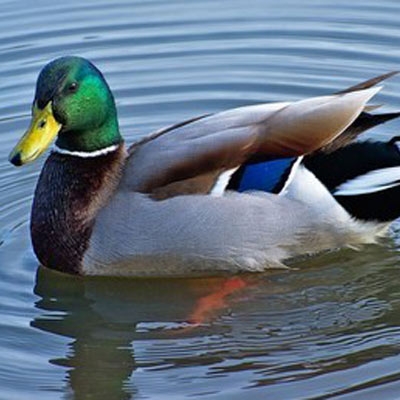 Mallard Level