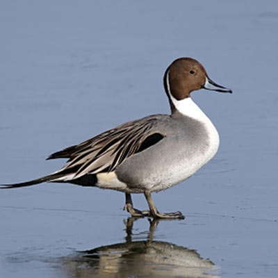 Pintail Level